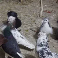 کفتر سرور|پرنده|قم, کلهری|دیوار