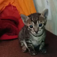 واگذاری گربه