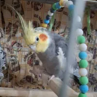 معاوضه با ماده سره نشون دار