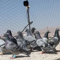 کبوتر سبز و زرهی پلاکی جوجه پلاکی 30 عدد جفت باهم|پرنده|شیراز, شریف‌آباد|دیوار