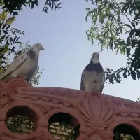 کفتر ابلغ سرور