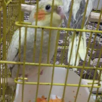 جوجه .عروس.هلندی