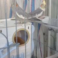 عروس هلندی نر ماده فوق العاده دستی وتخم گذار