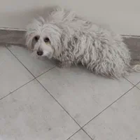 سگ پاپی شیتزو اشپیتز