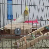 طوطی عروس لوتینو|پرنده|رشت, یخسازی|دیوار