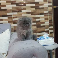 گربه اسکاتیش