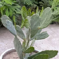 کاکتوس اوپونتیا (زبان‌گنجشک) خیلی بزرگ و خاص|گل و گیاه طبیعی|اسلام‌‌آباد غرب, |دیوار