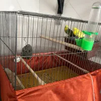 پرنده|پرنده|قدس, شهر‌قدس|دیوار