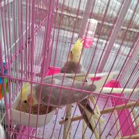 جوجه عروس هلندی ابلغ|پرنده|مشهد, موعود|دیوار