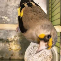 ماده سهره  ماده قناری