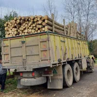 خریدار چوب درخت صنوبر|خدمات باغبانی و درختکاری|صومعهسرا, |دیوار