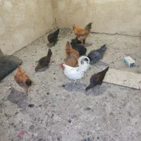 خروس و مرغ|پرنده|سروآباد, |دیوار