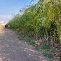 انواع وارقام نهال میوه وبادام در نهالستان یاسین|خدمات باغبانی و درختکاری|قم, جمکران|دیوار