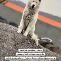 هاسگی گم شده