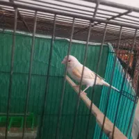 قناری موزائیکی