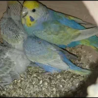 مرغ عشق رینبو و پروانه ای