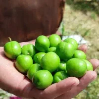 گوجه سبز آبدار