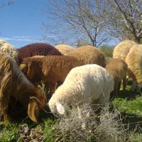 ۱۰۰% تضمینی گوسفند چاق نرینه کردی زنده بره زنده