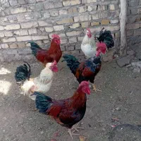 فروش خروس رسمی|حیوانات مزرعه|دلیجان, |دیوار