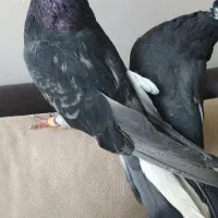 کبوتر نوک جمع زنجان