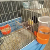 یک جفت عروس هلندی