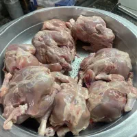غذای سگ و گربه
