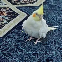 عروس هلندی گمشده