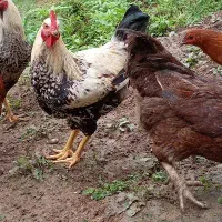 خروس