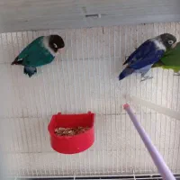 طوطی برزیلی|پرنده|سقز, |دیوار