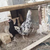 تخم نطفه دار گلین|حیوانات مزرعه|اسلام‌شهر, مطهری|دیوار