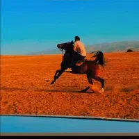 فروش‌‌کرهه‌مادیون‌درجه‌یک‌‌3 ساله‌از طوفان قم‌|اسب و تجهیزات اسب‌سواری|بروجرد, |دیوار