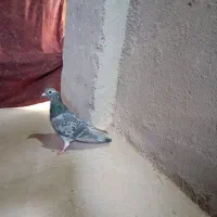 ماده پولکی|پرنده|تربتحیدریه, بازار|دیوار