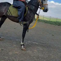 اسب