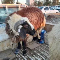 ذبح گوسفند یا قصاب سیار.|خدمات پذیرایی، مراسم|کرمان, |دیوار