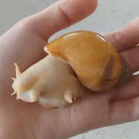 حلزون آفریقایی