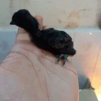 جوجه و تخم  بلدرچین مینیاتوری ایام سمانی ابریشمی|حیوانات مزرعه|یزد, |دیوار