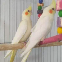 قناری. و عروس هلندی|پرنده|باقرشهر, |دیوار