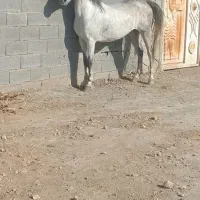 مادیون کرد سواری دار بسیار پرخون