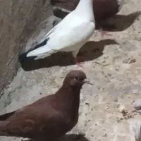 ۴عدد جوانه نر