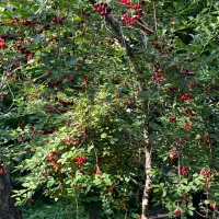 ۱۸۰۰ متر زمین باغی واقع در رودخانه زشک