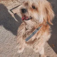 سگ شیتزو شناسنامه دار و میکرو چیپ دار