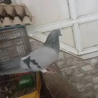 کبوتر نر پر قدیم|پرنده|فارسان, |دیوار