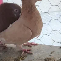 جفت دمسفیدگوک عطیقه