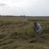 برنج و نیم دانه درجه یک هاشمی لنگرود