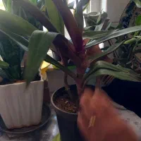 گل های زینتی|گل و گیاه طبیعی|ابهر, |دیوار