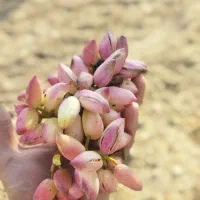 اجاره باغات پسته (تسویه نقدی)