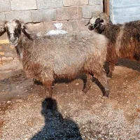 میش وبره داشتی