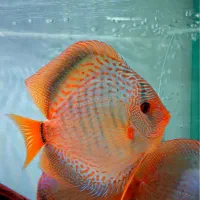 دیسکس ۷ اینچ گرید A