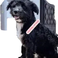 حیوان خانگی