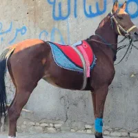 مادیان بیداغ